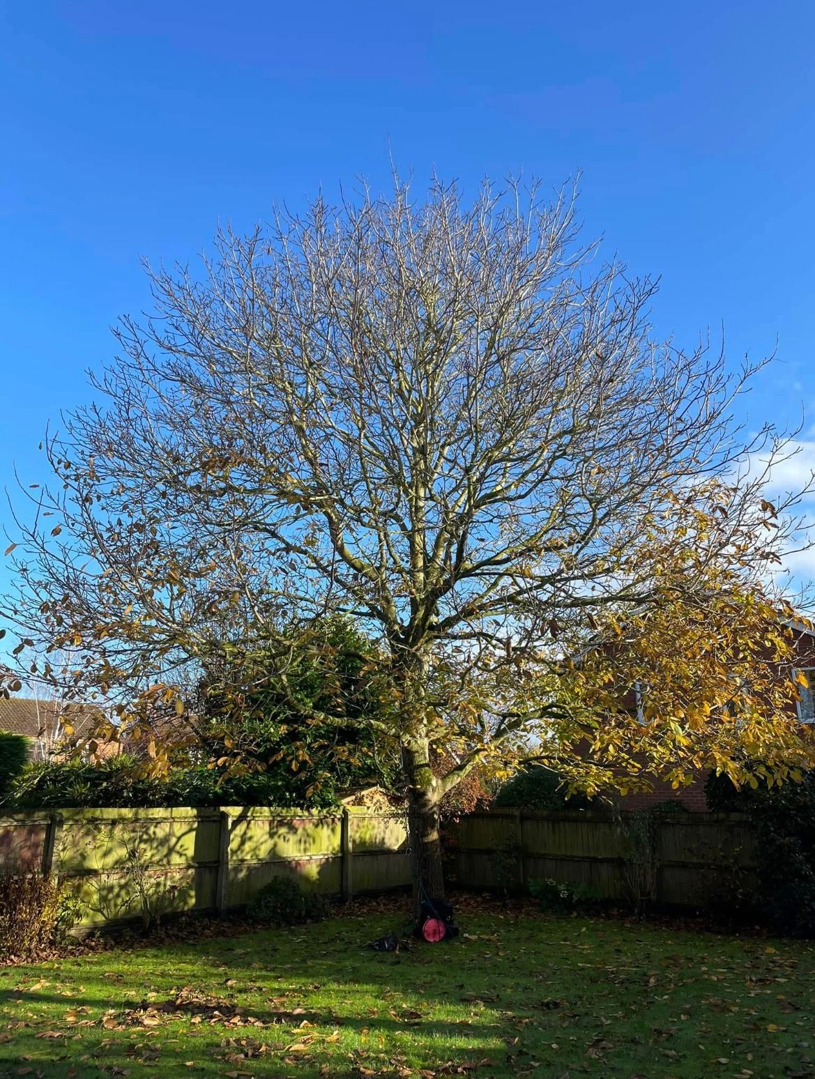 The same ash tree before work, dense, broad crown
