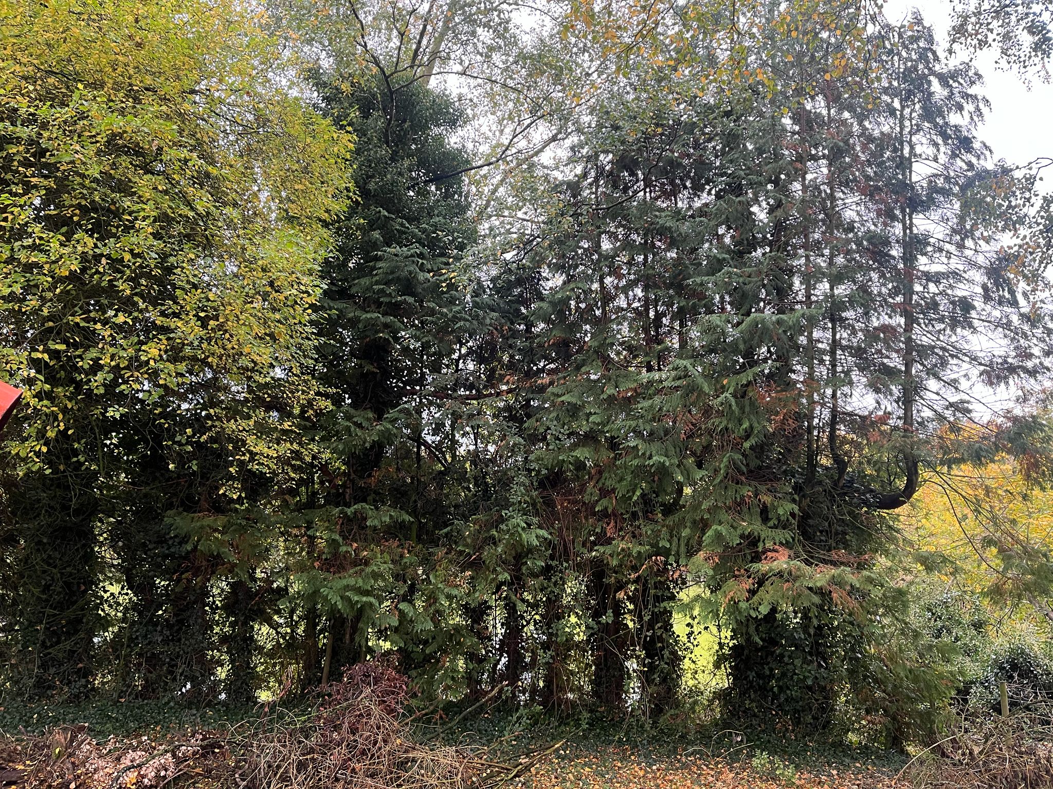 Before, a dense wall of overgrown conifers and ivy blocking the lake