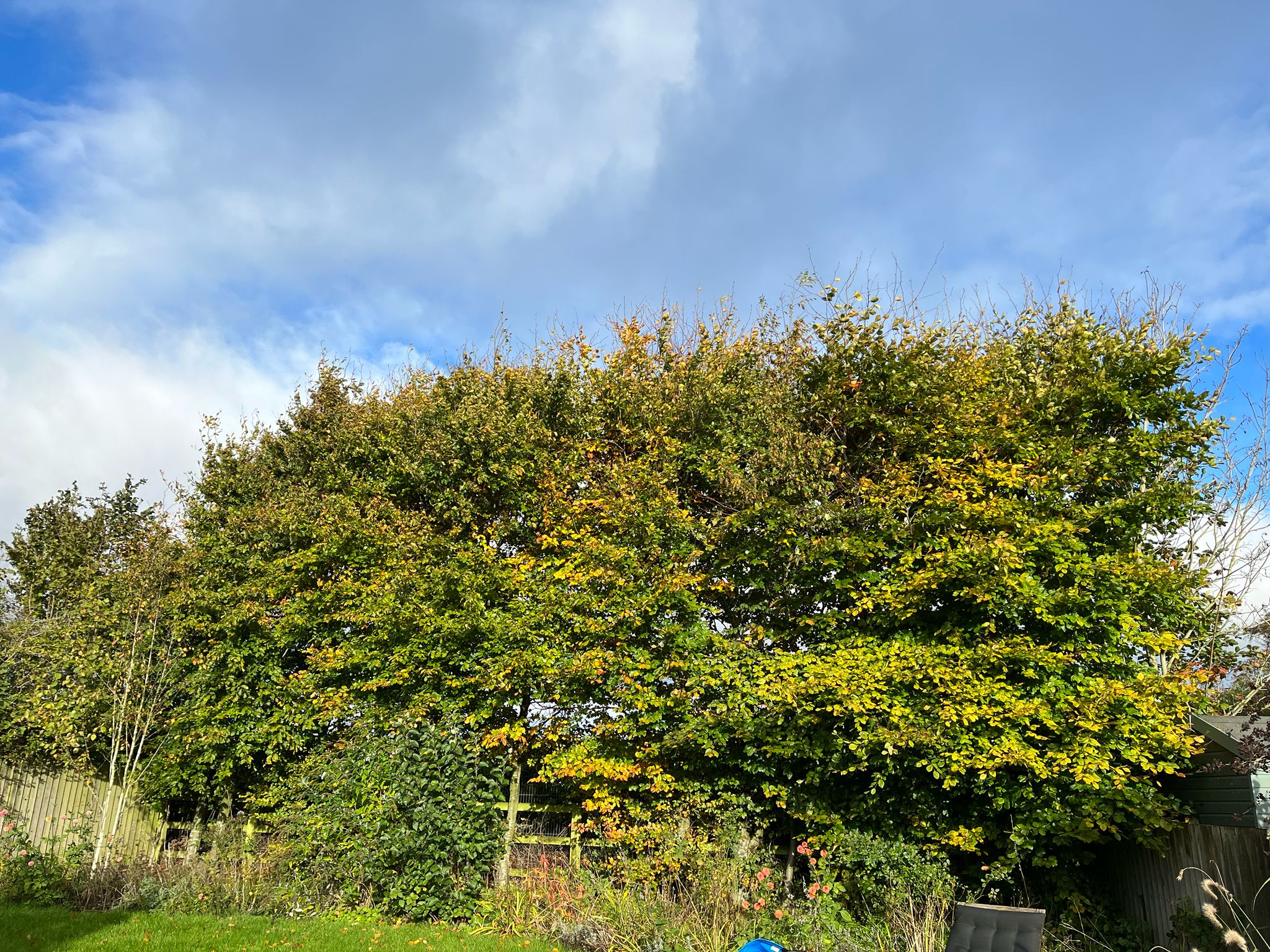 The same row of garden trees before work, dense, heavy crowns