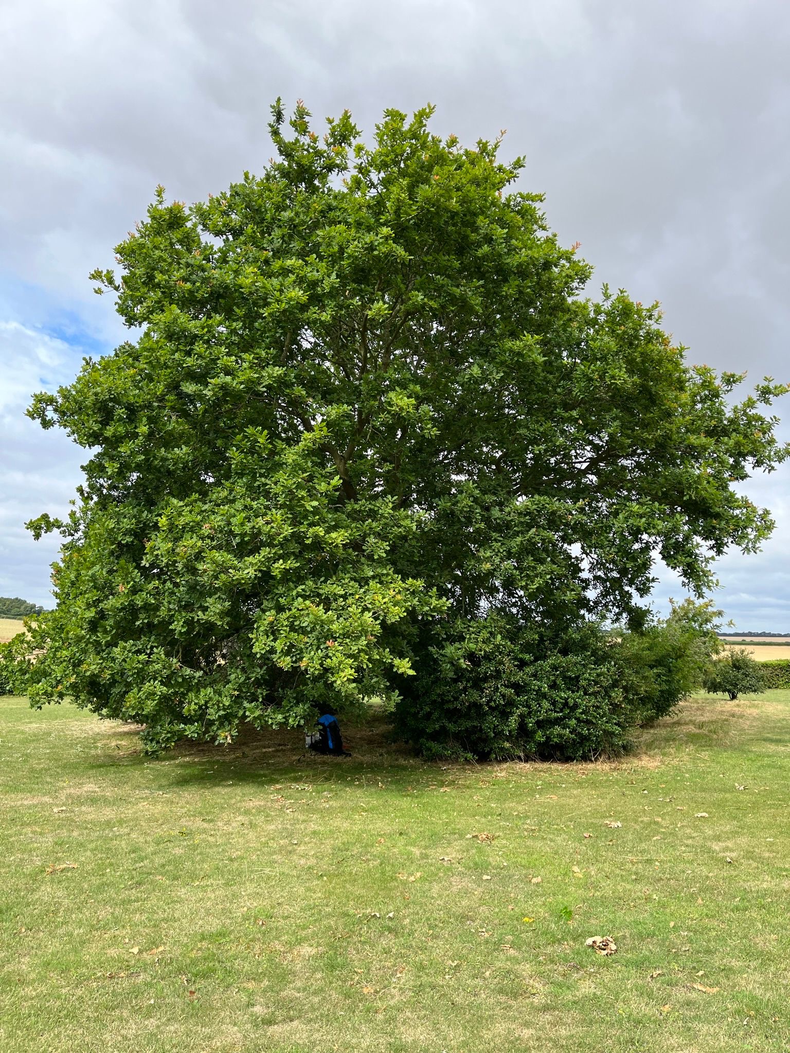 The same oak before work, dense, overgrown canopy reaching the ground