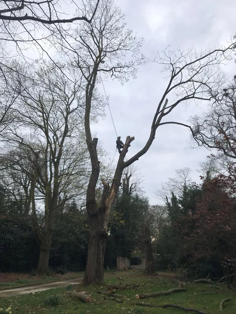 Ben from Arben Tree Care roped up high in a large tree, carrying out a sectional dismantle in Norfolk
